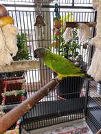 Sénégal kleine papegaai ( bonte boer ) handtam, Mannelijk, Tam, Dwergpapegaai of Agapornis
