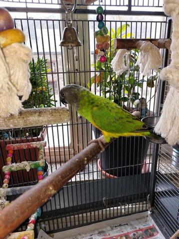 Sénégal kleine papegaai ( bonte boer ) handtam