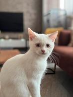 Chaton British Shorthair (Colorpoint), Dieren en Toebehoren, Kater, Gechipt, 0 tot 2 jaar