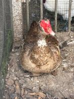 Barberie mannetje te koop, Dieren en Toebehoren, Pluimvee, Mannelijk, Eend
