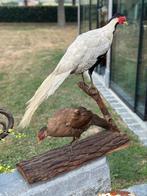 Taxidermie fazant zilverfazant, Ophalen of Verzenden