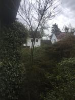 Japanse esdoorn (Acer palmatum Moonfire), Tuin en Terras, Planten | Bomen, Ophalen, Halfschaduw, Overige soorten, Lente