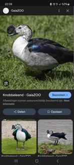 Gezocht knobbelpronk man, Dieren en Toebehoren