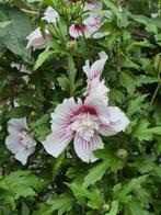 Hibiscus, Tuin en Terras, Ophalen, Zomer, Vaste plant, Overige soorten