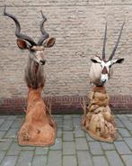 2x opgezette kop afrika taxidermie schedel kudu oryx gewei, Verzamelen, Ophalen, Wild dier, Gewei of Kop