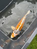 Japanse koi (43 cm), Karper of Koi