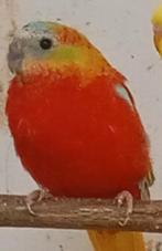 Turquoisine roodbuik opaline koppel, Dieren en Toebehoren, Vogels | Parkieten en Papegaaien