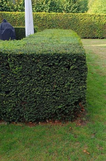 Taxus haag GRATIS tot 50 meter lengte  beschikbaar voor biedingen