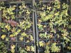 Euonymus 'Harlequin' en andere, Ophalen, Vaste plant, Overige soorten, Volle zon