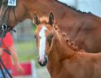 Veelbelovend veulen te koop!, Dieren en Toebehoren, Paarden, Springpaard, Gechipt, Niet van toepassing, 0 tot 2 jaar