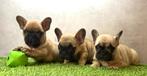 Franse bulldog pups bij ons thuis geboren, Dieren en Toebehoren, België, Fokker | Hobbymatig, CDV (hondenziekte), 8 tot 15 weken