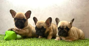 Franse bulldog pups bij ons thuis geboren beschikbaar voor biedingen