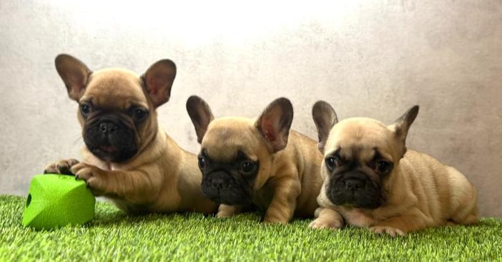 Franse bulldog pups bij ons thuis geboren, Dieren en Toebehoren, Honden | Bulldogs, Pinschers en Molossers, Meerdere dieren, Bulldog
