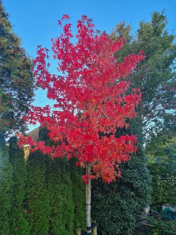 Amberboom - Liquidambar 'Worplesdon' 250-300 cm beschikbaar voor biedingen