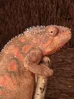 Vrouwlijke panter kameleon met terrarium, Dieren en Toebehoren, Reptielen en Amfibieën, Met terrarium