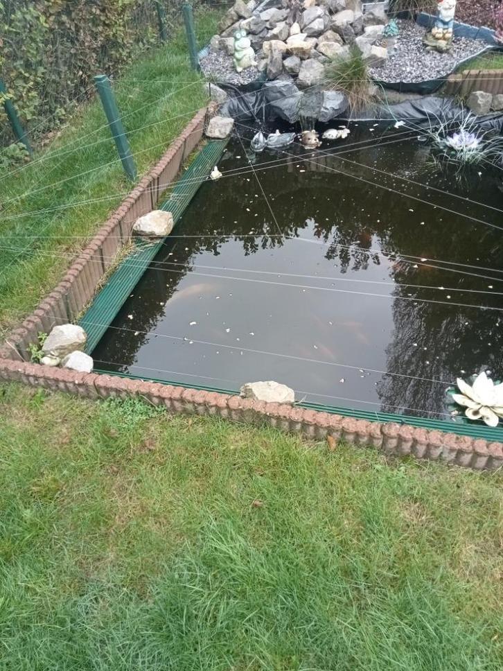 Vijver vissen te koop, Animaux & Accessoires, Poissons | Poissons d'étang, Autres espèces