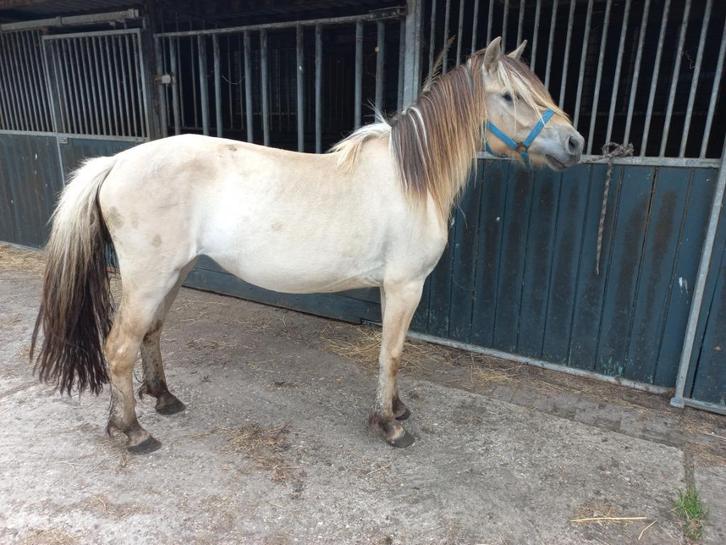 Brave 3 jarige fjord merrie en 3 jarige haflinger merrie, Dieren en Toebehoren, Pony's, Merrie, 3 tot 6 jaar, Met stamboom, Gechipt