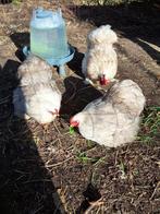 Broedeieren cochin kriel bobtail, Dieren en Toebehoren