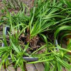 agapanthus, Tuin en Terras, Bloembollen en Zaden, Knol, Voorjaar, Ophalen