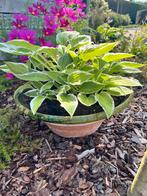 Mooie schotel / pot met vele jonge hosta, Ophalen