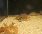 Orange venezuela corydoras, Dieren en Toebehoren, Vissen | Aquariumvissen