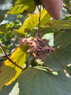 Hazelaar, Tuin en Terras, Ophalen, Overige soorten, Herfst, Halfschaduw