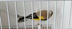 Super cpl chardonnerets mutations Isab pastel +Agat porteur, Mannelijk