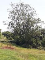 Bois de chauffage a couper vous meme gros chantier, Ophalen