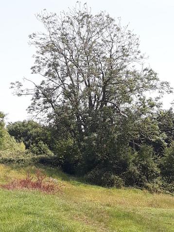 Bois de chauffage a couper vous meme gros chantier  beschikbaar voor biedingen