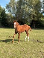 Te koop Veel belovende springhengst (Ultra star JM x Toulon), Dieren en Toebehoren, Paarden, Hengst, Springpaard, 0 tot 2 jaar