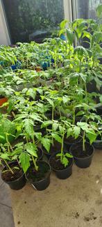 Véél verschillende soorten tomatenplanten., Jardin & Terrasse, Plantes | Jardin, Enlèvement