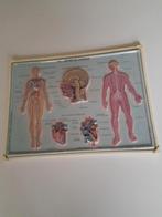 Assiette scientifique en relief 2 Le corps humain, Enlèvement ou Envoi