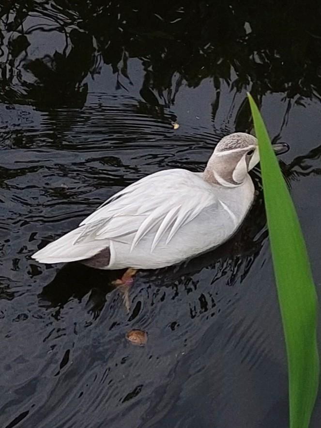 Zilver baikal taling., Dieren en Toebehoren, Pluimvee, Eend, Meerdere dieren