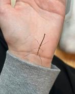 Wandelende takken, Dieren en Toebehoren, Insecten en Spinnen, Wandelende tak