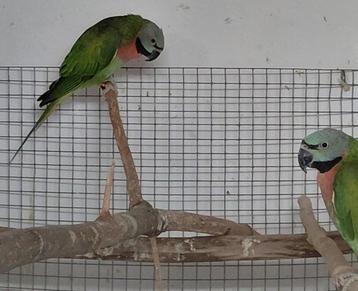 Rozeborstbaardparkieten (Faciata) beschikbaar voor biedingen