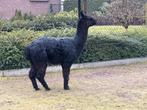 Alpaca hengs 5 jaar oud zeer tam, Dieren en Toebehoren, April, Mannelijk