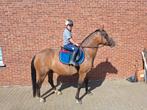 D pony, Dieren en Toebehoren, Paarden, Ruin