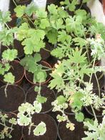 Pelargonium (geranium) geurende citroen, munt, appel, wortel, Huis en Inrichting, Kamerplanten, Ophalen, Overige soorten, Minder dan 100 cm