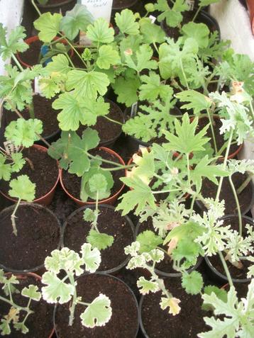 Pelargonium (geranium) geurende citroen, munt, appel, wortel beschikbaar voor biedingen