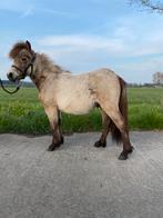 Miniatuur paard, Gechipt, Niet van toepassing, Hengst, A pony (tot 1.17m)