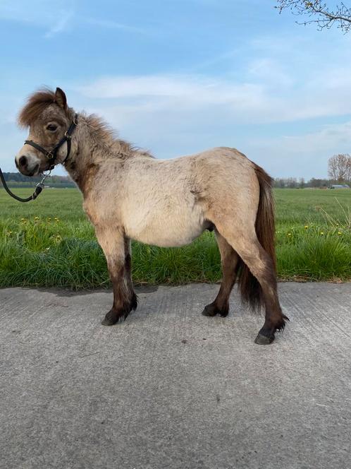 Miniatuur paard, Dieren en Toebehoren, Pony's, Hengst, Niet van toepassing, A pony (tot 1.17m), 3 tot 6 jaar, Met stamboom, Gechipt