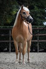Zeer mooie en onwijs lieve haflinger ruin, Dieren en Toebehoren, Gechipt, Ruin, 0 tot 2 jaar, Onbeleerd