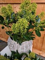 Skimmia Japonica Finchy, Ophalen, Halfschaduw