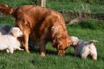 Chiots Golden Retriever à vendre, Golden retriever, Plusieurs, Parvovirose, Belgique