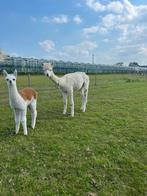 Alpacas, Dieren en Toebehoren