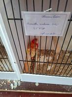 Rubino rosella, Dieren en Toebehoren, Vrouwelijk, Parkiet, Geringd