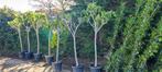 Ficus carica vijgenboom, Tuin en Terras, Ophalen, Vijgenboom