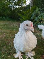 Trio Mechels Hoen Wit, Dieren en Toebehoren