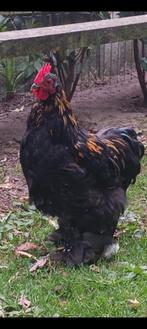 Cochin kriel haan 17 weken oud, Dieren en Toebehoren, Mannelijk, Kip