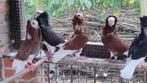 Capucijner duif, Dieren en Toebehoren, Vogels | Duiven, Meerdere dieren, Overige soorten